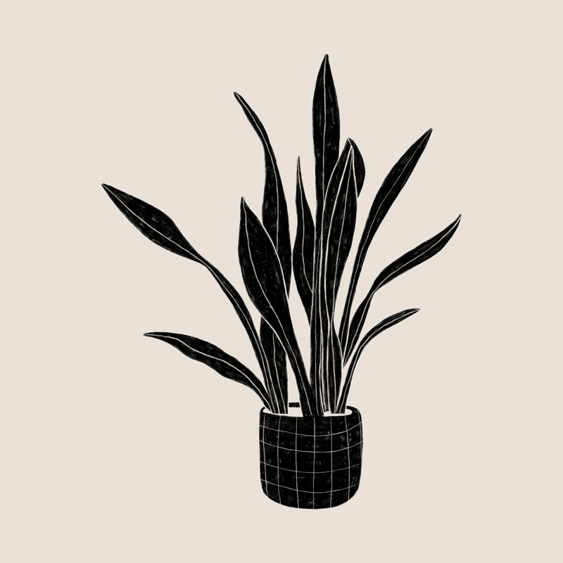 Plante serpent noir et blanc, H 12 po x l 12 po