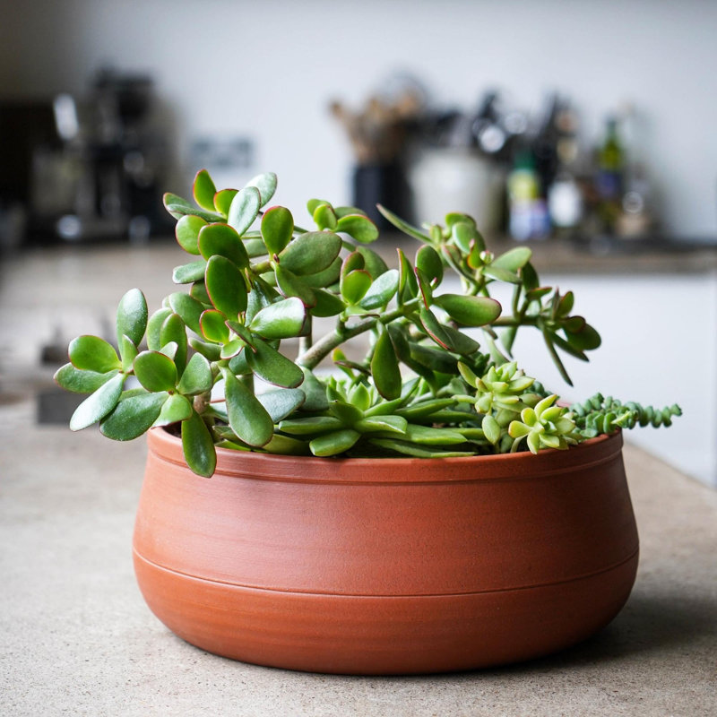 Ceramic Pot Planter, 14 cm H x 38 cm W x 38 cm D, Umber