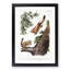 Two Flying Squirrels by J.W. Audubon - Picture Frame Painting Print-55777901-55777902