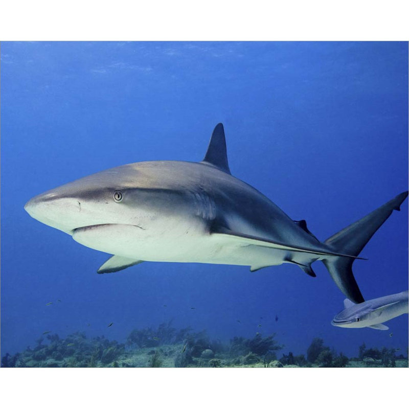 " Reef Shark, Tiger Beach "