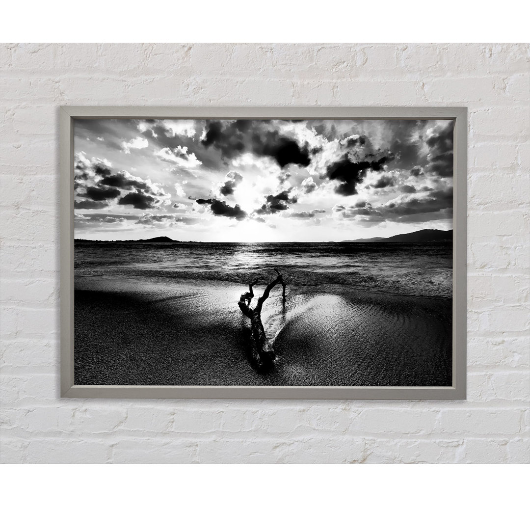 Driftwood B N W - Druck