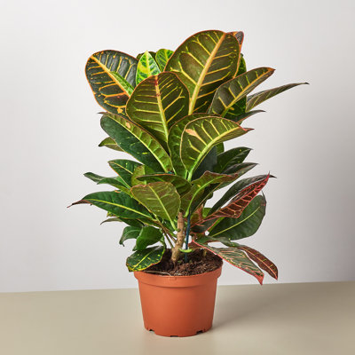 House Plant Shop Live Foliage Plant