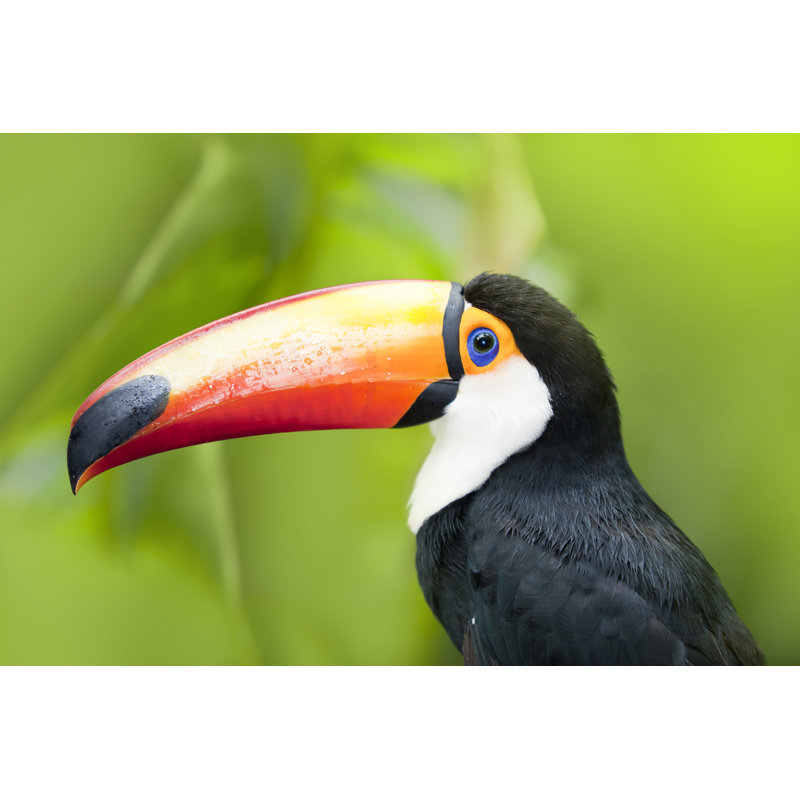 Green Tropical Toucan by Grafissimo - No Frame Art Prints on Canvas, 61cm H x 91cm W