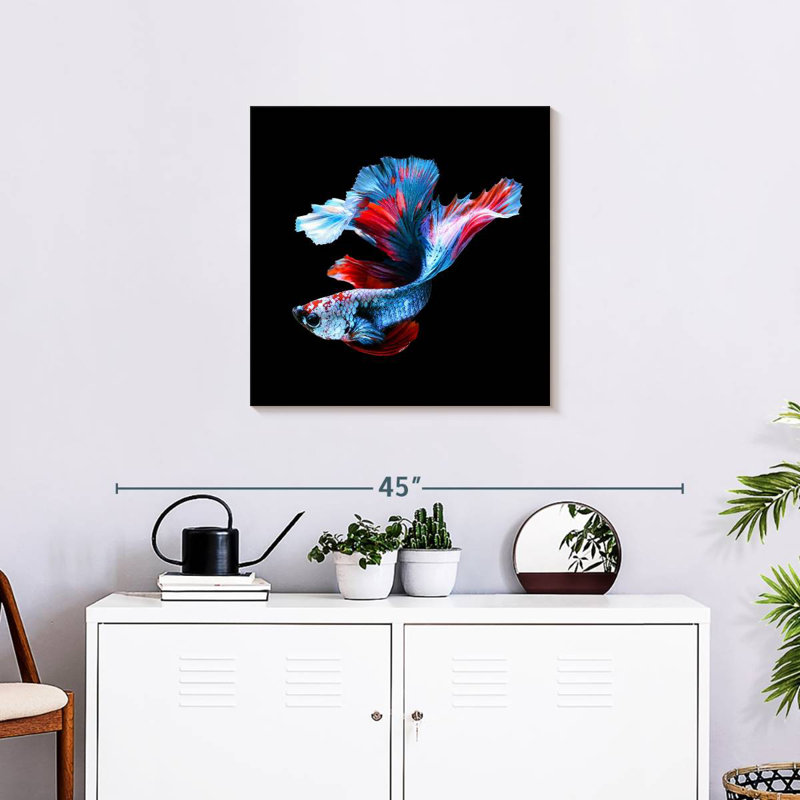 Brametta élégant poisson Betta