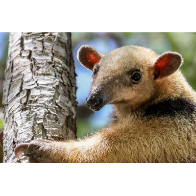 Close Up Of A Tamandua by Uwe-Bergwitz - Wrapped Canvas Print