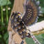 Sculptures et statues de hibou de jardin, sculpture d'art en métal pour jardin-1852561891