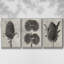 Blossfeldt Botanical IV 3 pièces-97757540-97757541