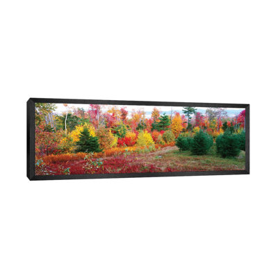 Christmas Trees And Fall Colors, Lincolnville, Waldo County, Maine, USA by Panoramic Images - Floater Frame Panoramic Gallery-Wrapped Canvas Giclée on Canvas