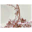 Adelaide Porcelain China Dinnerware Set Piece-124005246