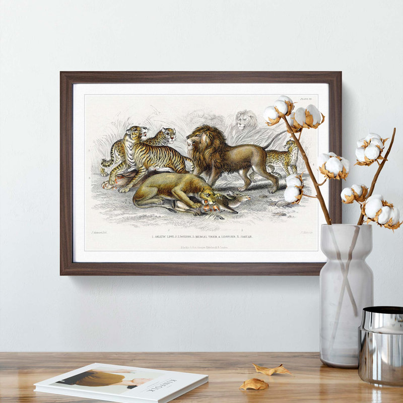 Lion, Tiger, Leopard and Jaguar by Oliver Goldsmith - Picture Frame Painting Print, 48cm H x 65cm W x 2cm D, Walnut Framed