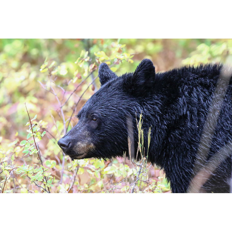 Ours noir - photographie sur toile tendue, H 8 po x l 12 po