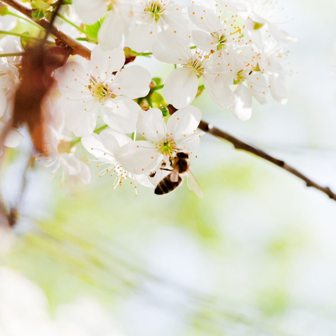 Biene auf Frühlingsblüten - Druck