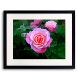 A Rose Is A Rose Print by Tom Kostes