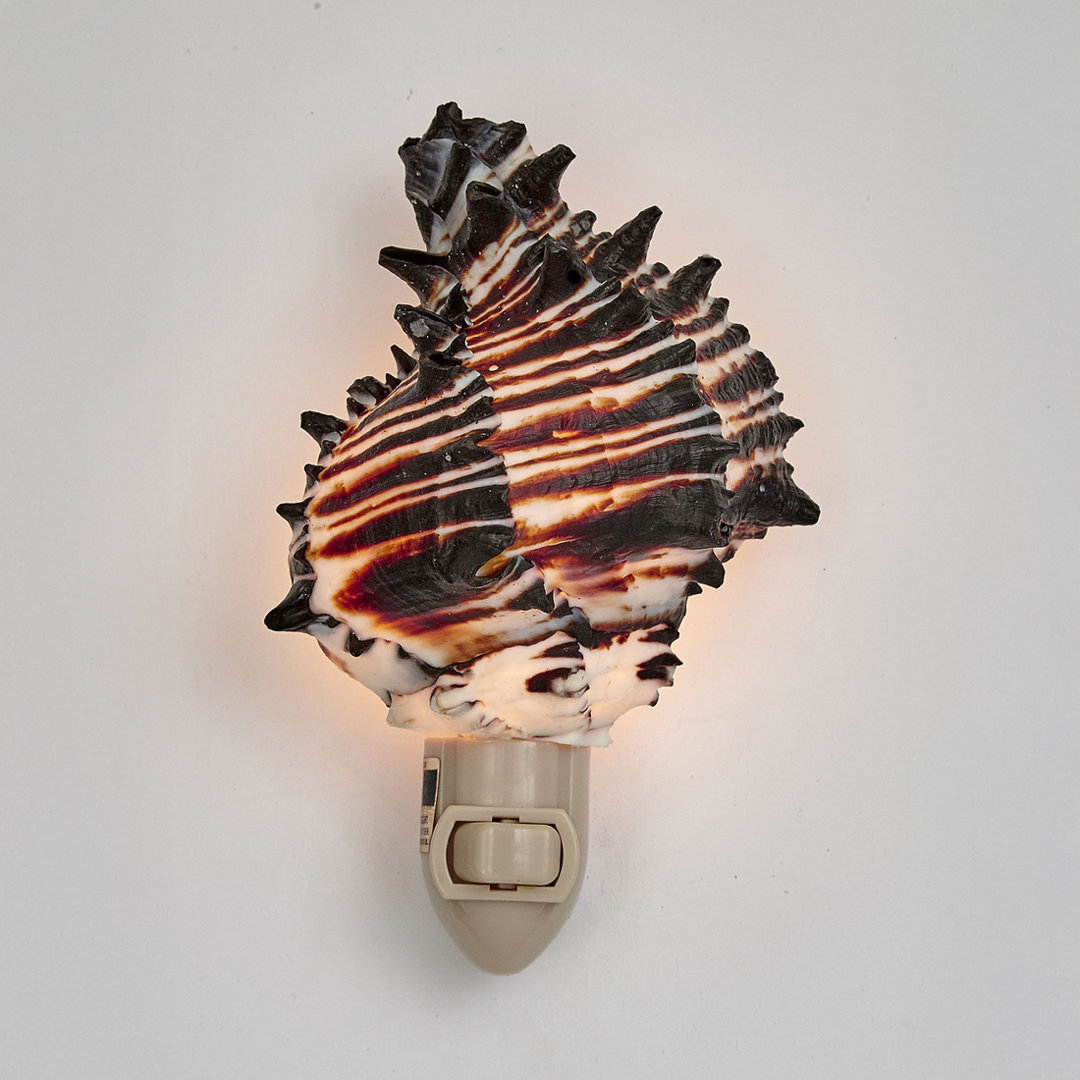 Murex Shell LED Night Light The Seashell Company