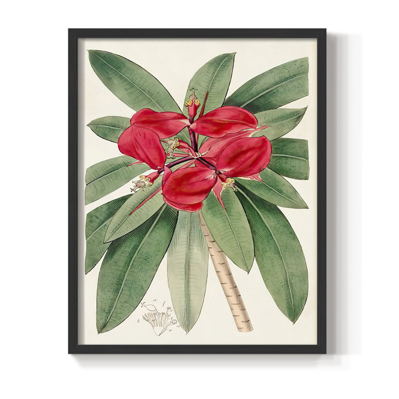 «Flora of the Tropics III», reproduction encadrée - bois massif, Noir, H 28 po x l 22 po