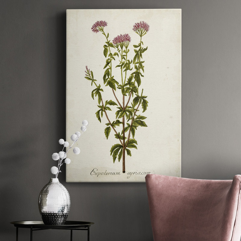 «Antique Herb Botanical I», impression sur toile tendue, H 18 po x l 12 po x P 1 po