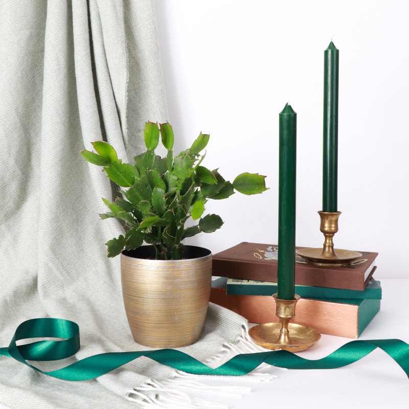 Live Holiday Cactus Plant in Gold Pot