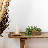 Anre Succulent Arrangement
