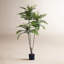 Arbre 62,99 po TOona SINENSIS