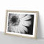 Pretty Flower - Picture Frame Painting Print-56758562-56758563