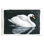Portrait de cygne élégant, estampe numérique par Grace Popp
