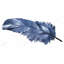 Plume bleue, reproduction sur toile