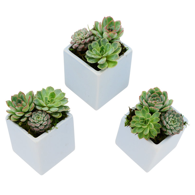 Earhart Ceramic Wall Planter, Sky