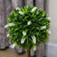 60cm Plant