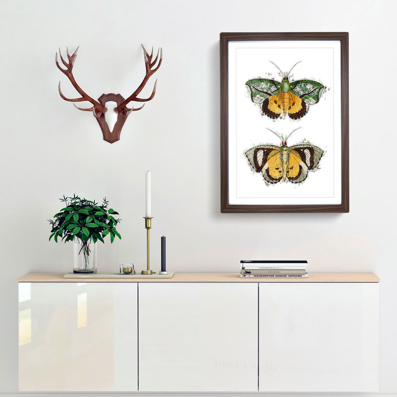 Hypermnestra Moth by George Shaw - Framed Print, 36cm H x 27cm W x 2cm D, Walnut Framed