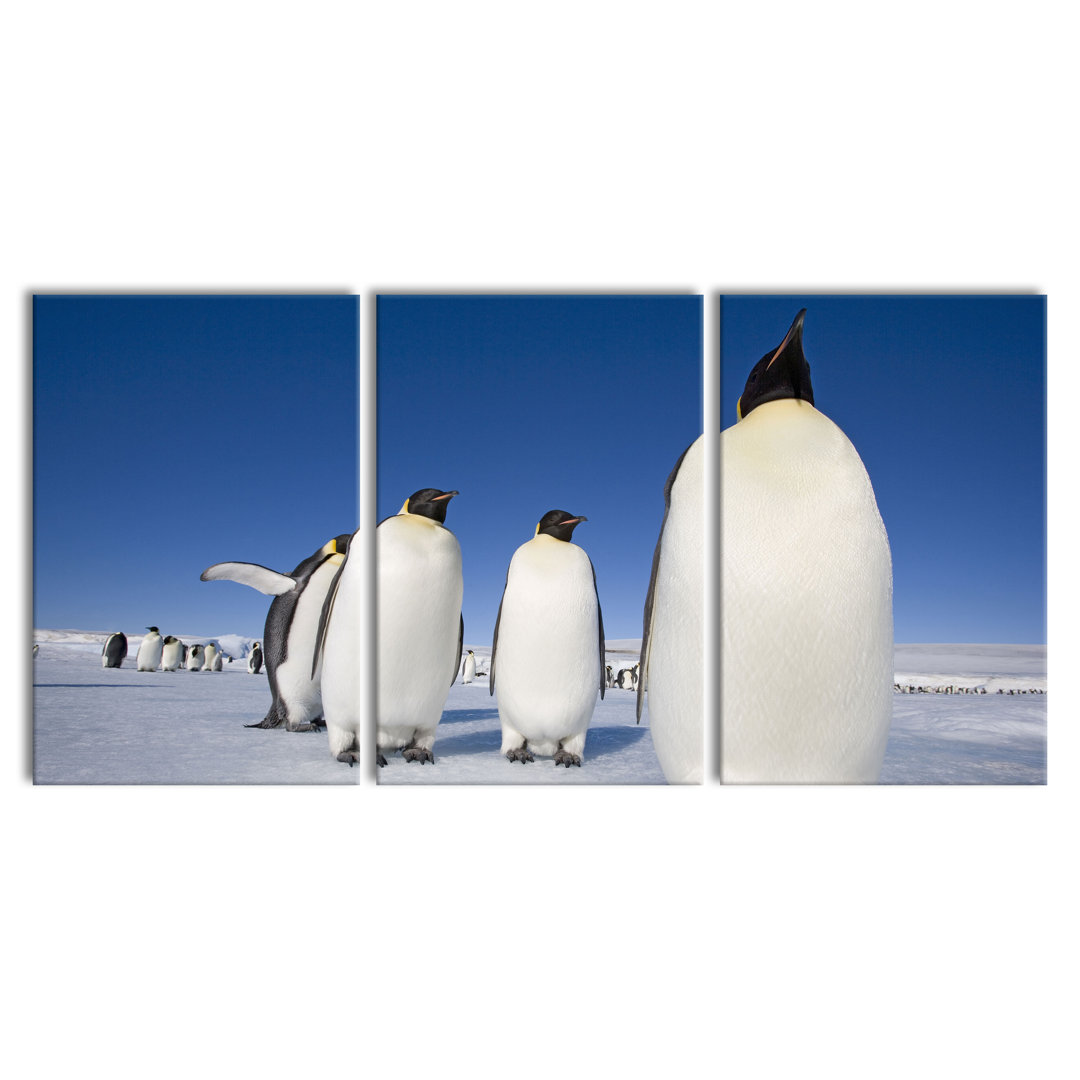 'Giant Tree in the Jungle' 3 Piece Emperor Penguins in the Antarctic Photographic Art Print on Canvas