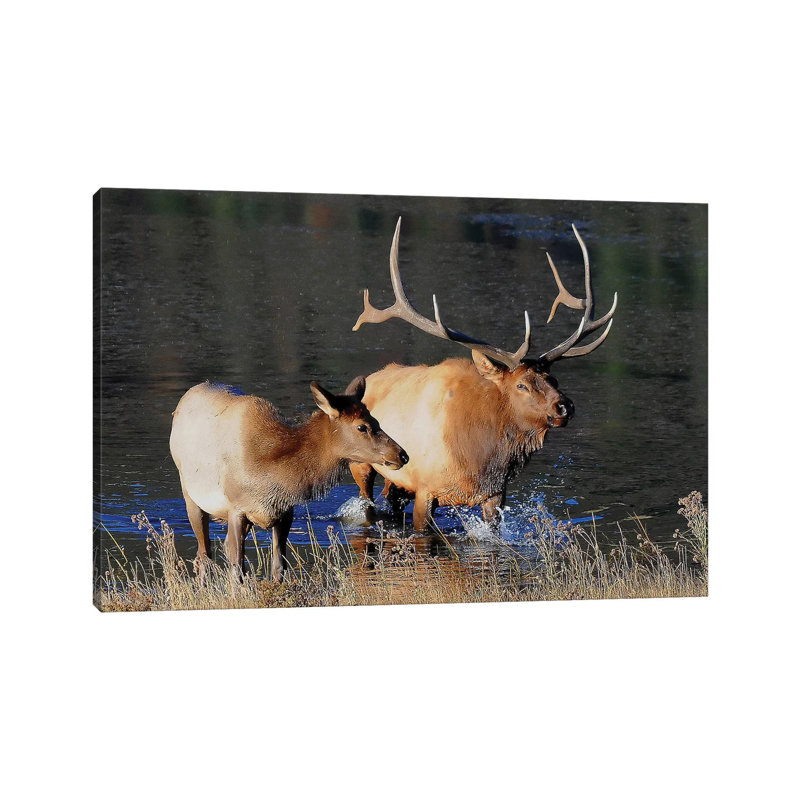 Bull And Cow by Brian Wolf - Wrapped Canvas Gallery-Wrapped Canvas Giclée, 20.32cm H x 30.48cm W