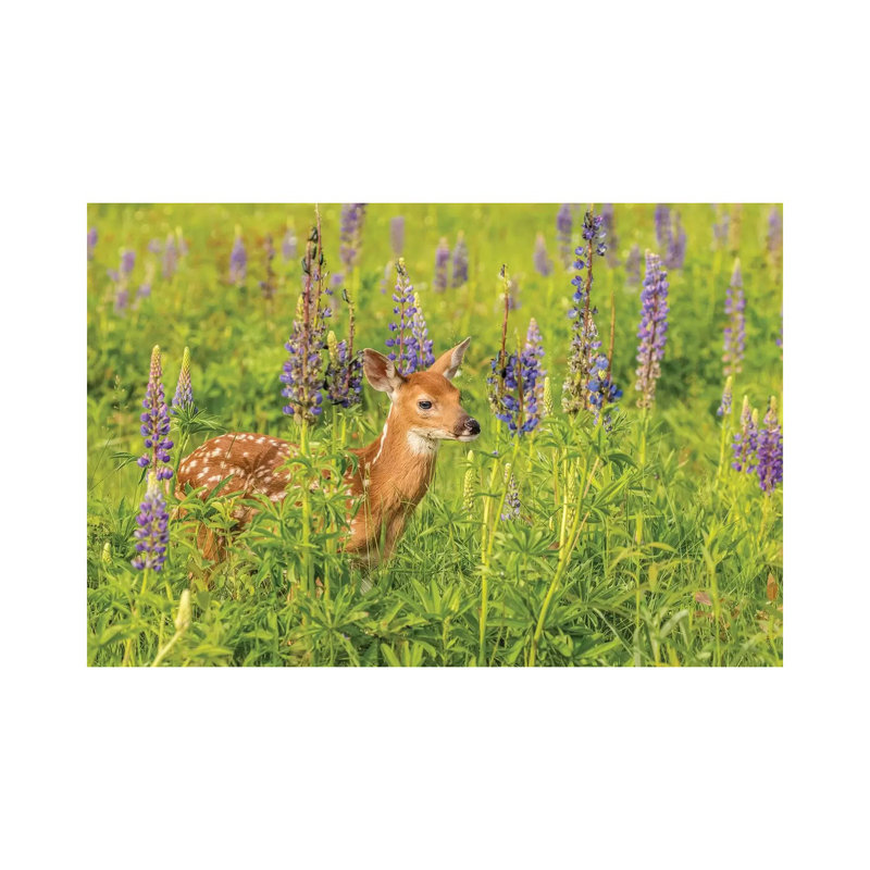 Pine County. Captive Fawn. by Jaynes Gallery - Wrapped Canvas Print, 152.5 cm H x 101.5 cm W