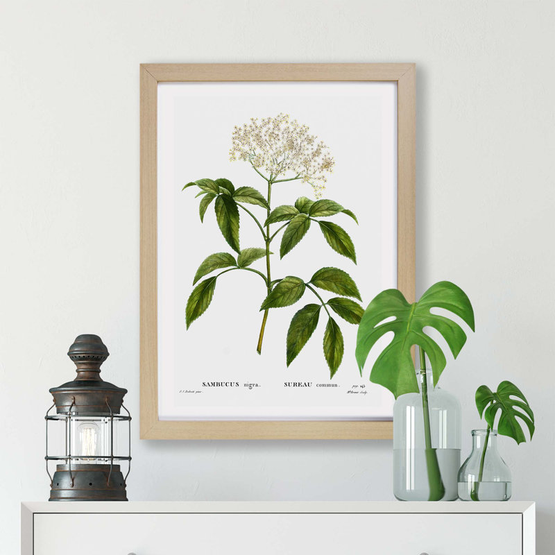 Elderflower Tree by Pierre-Joseph Redoute - Single Picture Frame Painting, Oak, 45cm H x 63cm W x 2cm D
