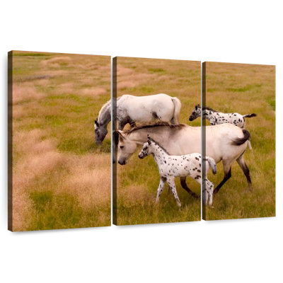 Famille Brampt Appaloosa