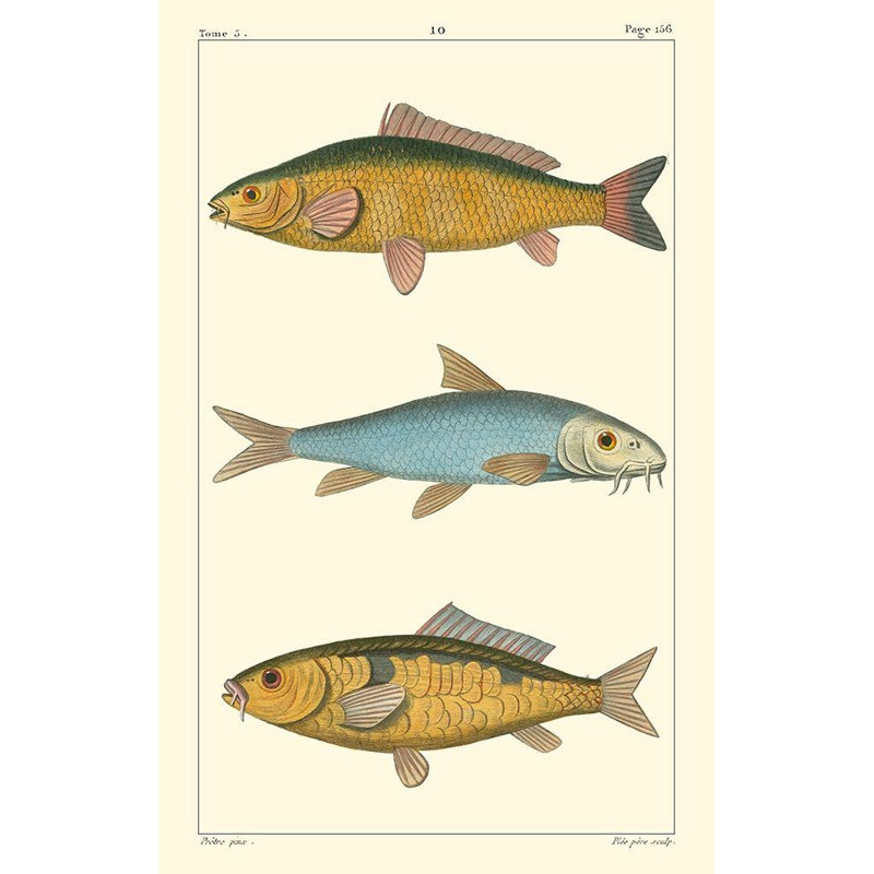 Rosecliff Heights Pretre Gallery Wrapped Canvas Art Titled: Freshwater Fish II, 48" H x 32" W