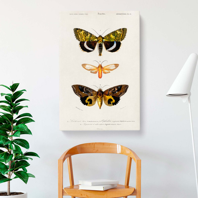Moth Illustrations PL.18 by Charles D Orbigny - Wrapped Canvas, 76cm H x 50cm W x 3cm D
