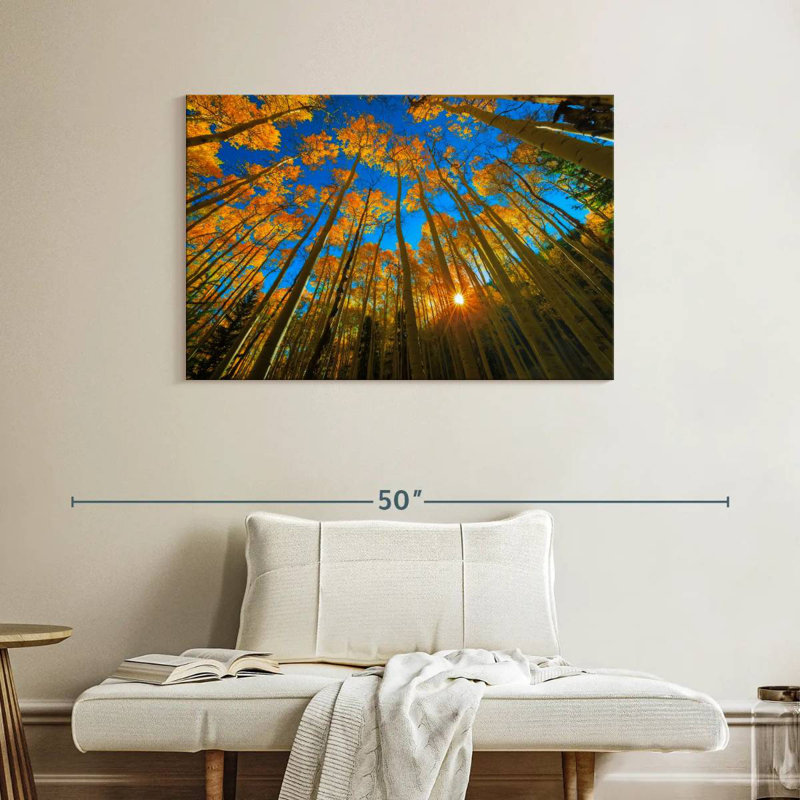 Alvord Birch Forest Sunburst