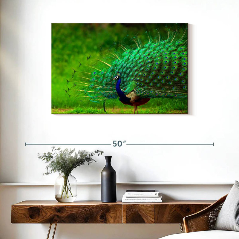 Brampt Blue Peacock Brilliant Plumage