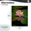Plaque rose lotus parmi des nénuphars, design par Phillip Flowers