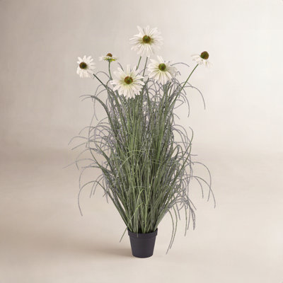 Adcock Onion Grass in Pot
