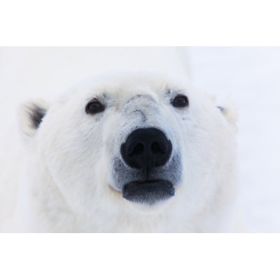 Polar Bear - Wrapped Canvas Print