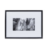 Black And White Palm Leaves C Print