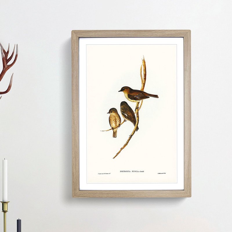 Dusky Robin by Elizabeth Gould - Picture Frame Painting Print, 36cm H x 27cm W x 2cm D, Oak Framed