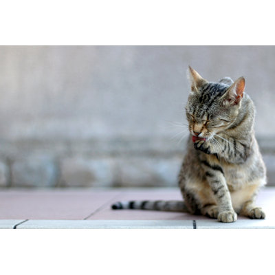 Tabby Cat - Wrapped Canvas Print