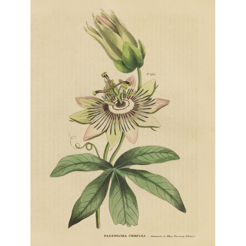 Herbal Botanical XXI - reproduction d'art sur toile tendue, H 32 po x l 24 po