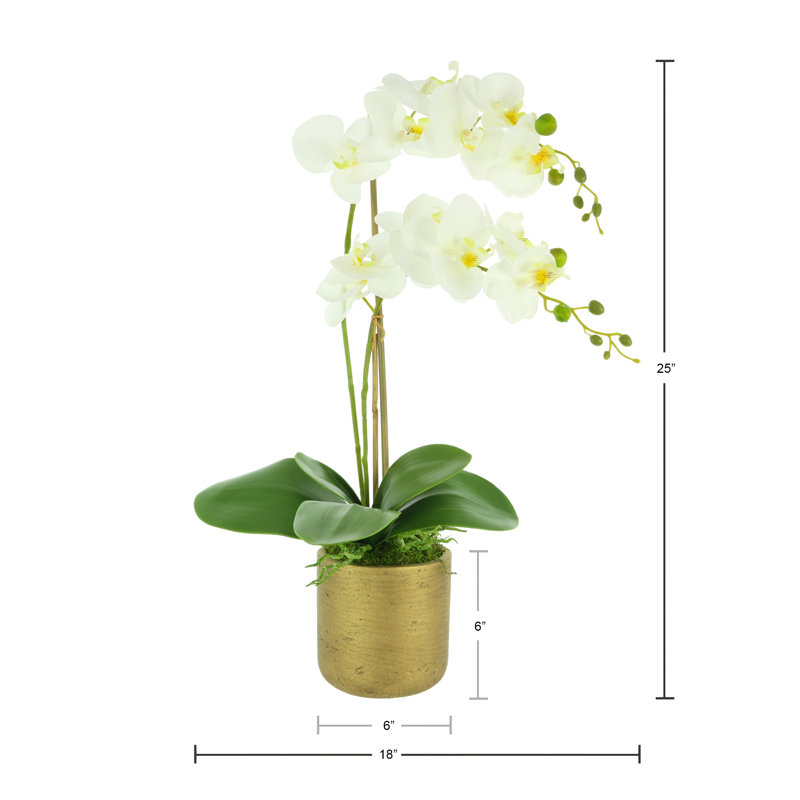 Orchid Arrangement in Fiberstone Pot with Moss
