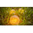 Solar Powered Integrated LED Glass Pathway Light-70404020-85274830