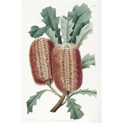 Oak-leaved Banksia (1815-1819)