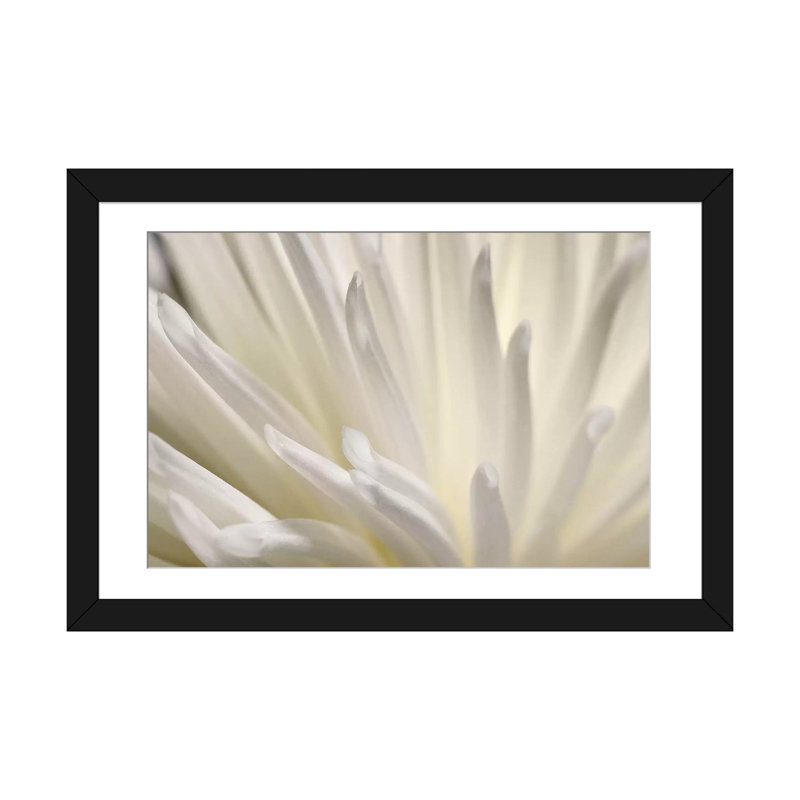 «White Flower» par PhotoINC Studio - reproduction de photo sur toile tendue, H 16 po x l 24 po x P 1 po