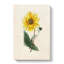Illustration of a Yellow Sunflower - Wrapped Canvas-55359761